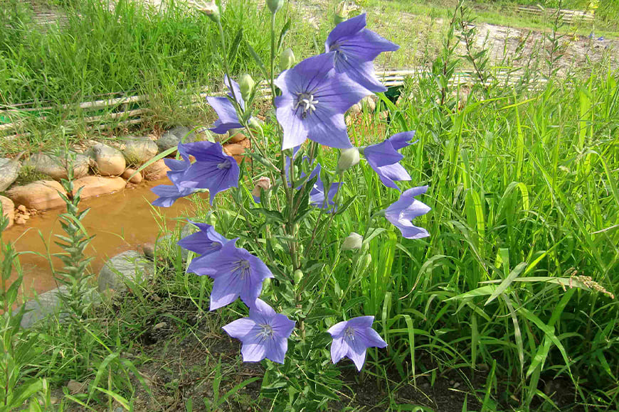 キキョウの写真