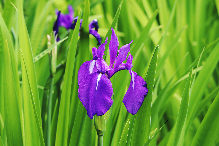 カキツバタの写真