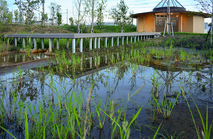 魅惑の湿地帯の写真