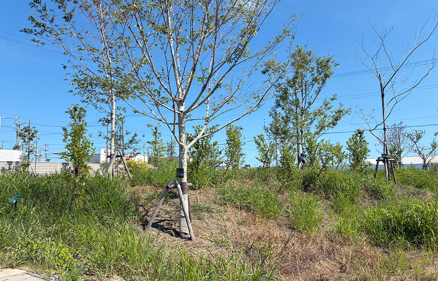 タチバナ樹園の写真