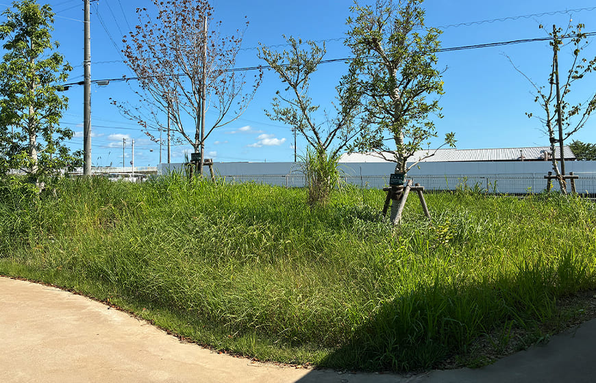 なつかしの草原の写真