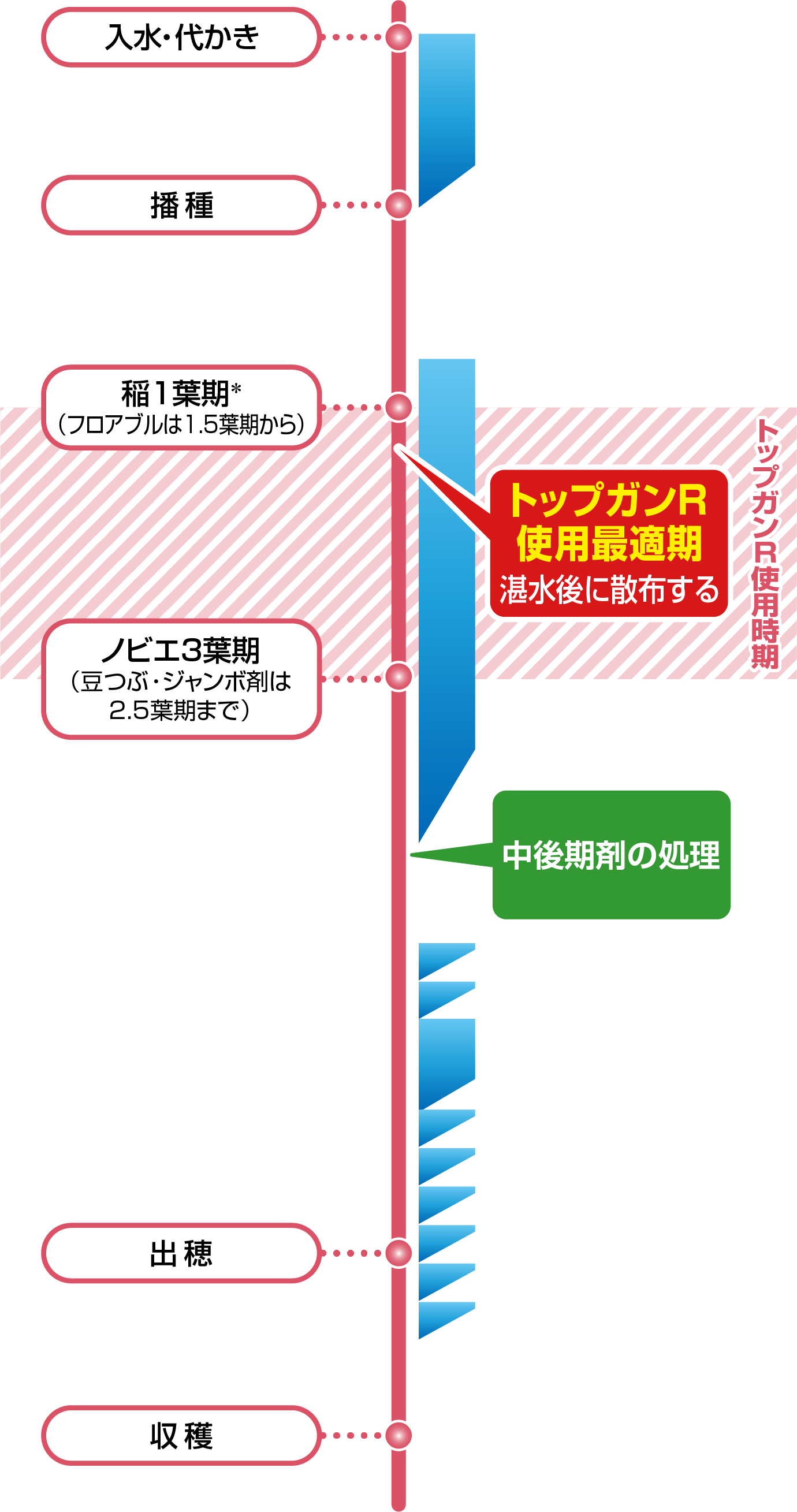 湛水直播(カルパーコーティング)