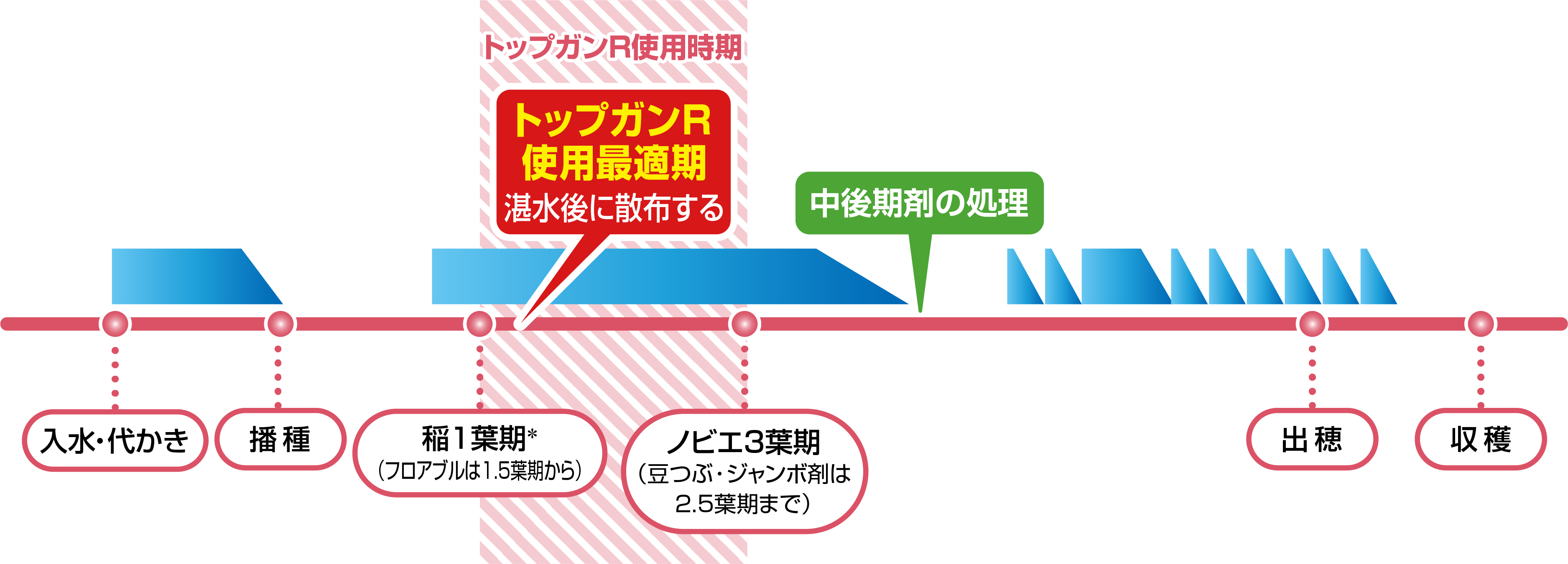 湛水直播(カルパーコーティング)