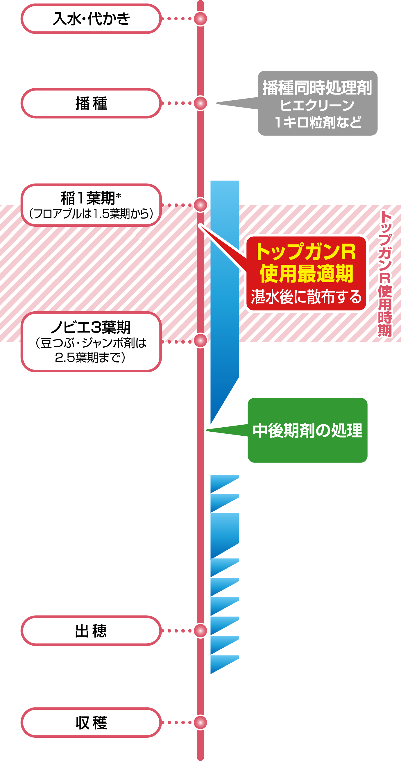 湛水直播(カルパーコーティング)