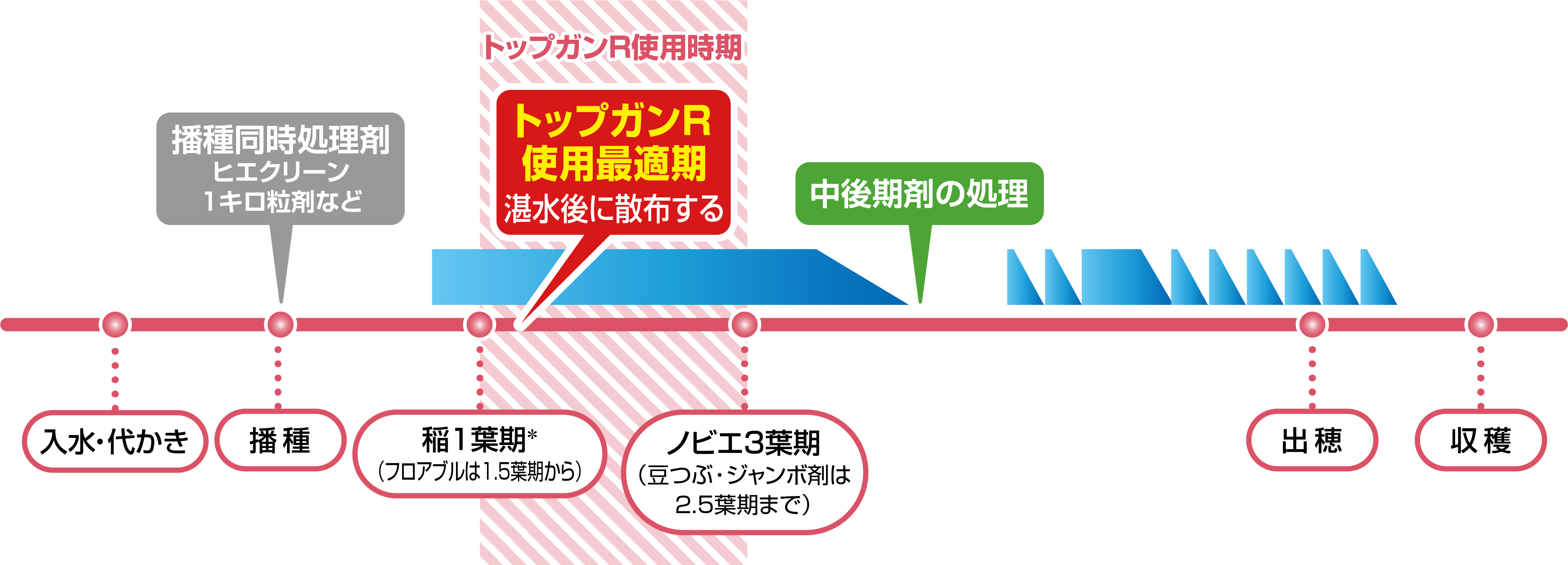 湛水直播(カルパーコーティング)